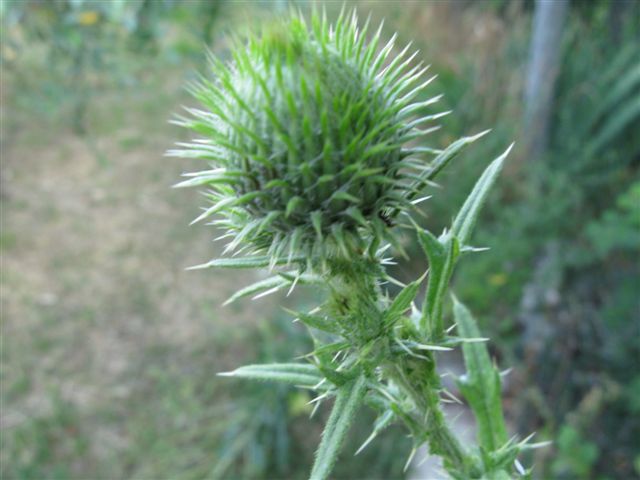 Cirsium vulgare